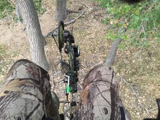 Tree Stand View